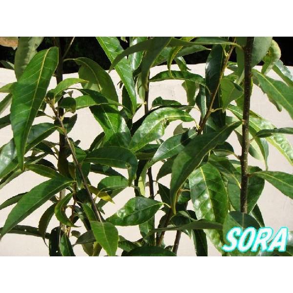 シラカシ 株立 樹高H:1500mm 植木 苗 : SORA - 通販 - Yahoo!ショッピング