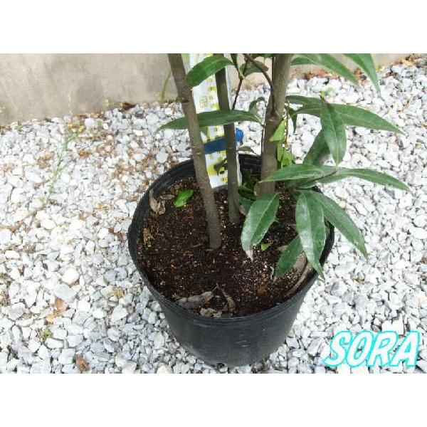 シラカシ 株立 樹高H:1500mm 植木 苗 : SORA - 通販 - Yahoo!ショッピング