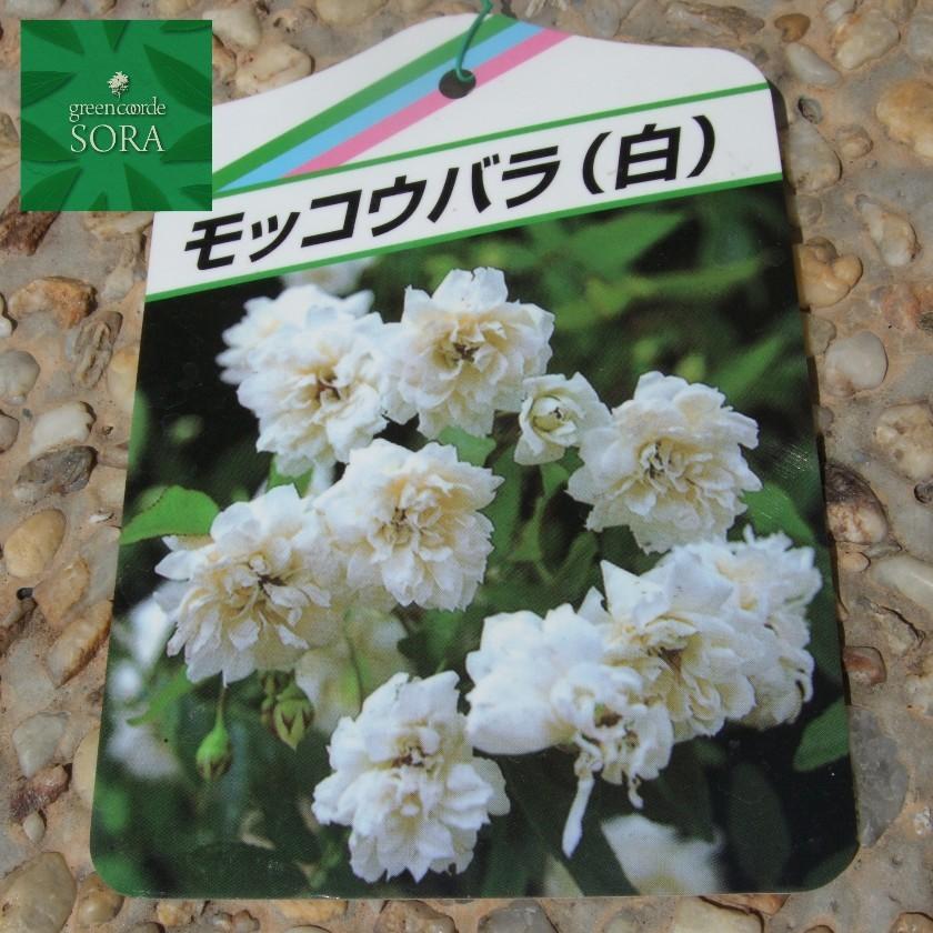 シロモッコウバラ 13.5〜15cmポット 3本　植木 苗