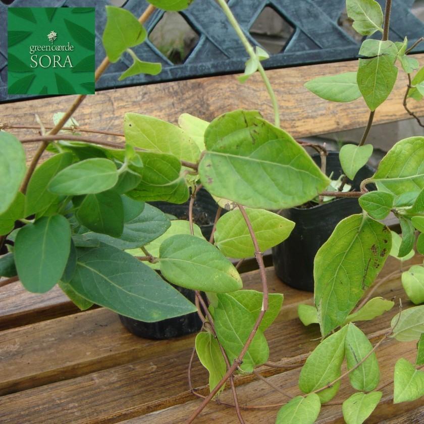スイカズラ 9〜10.5cmポット 1本 苗 最高 独創的 植木