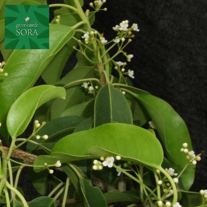 ソヨゴ 株立 樹高H:2000mm 植木 苗 : SORA - 通販 - Yahoo!ショッピング