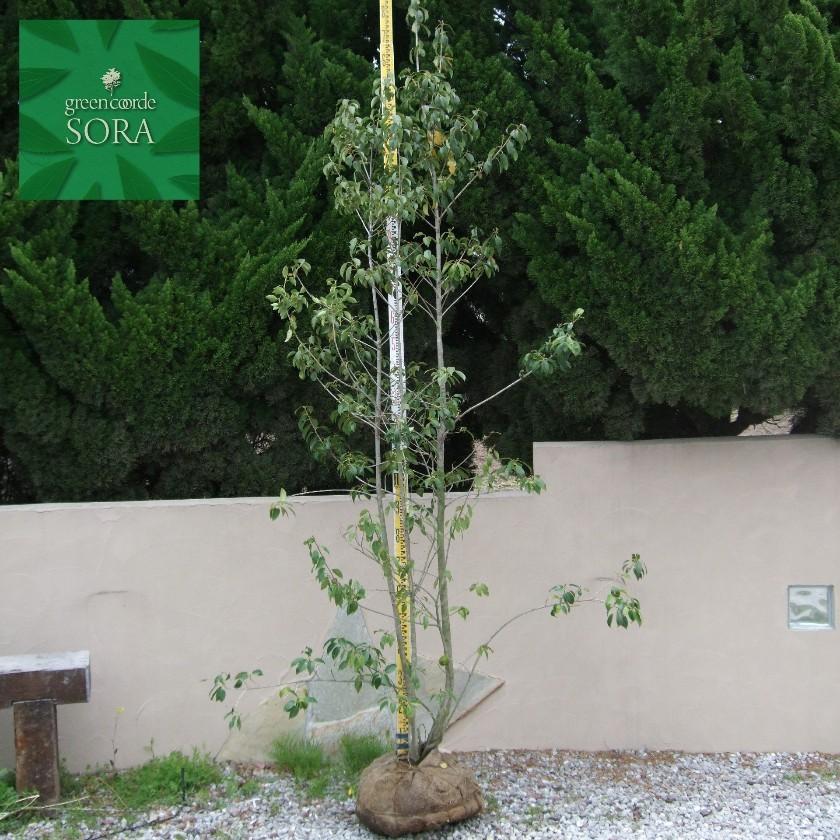 ソヨゴ 株立 樹高H:3000mm 植木 苗 : SORA - 通販 - Yahoo!ショッピング