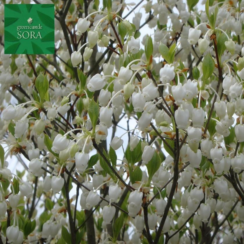ドウダンツツジ 白花 H500〜700mm 5本 鉢底より 植木 苗 : SORA - 通販