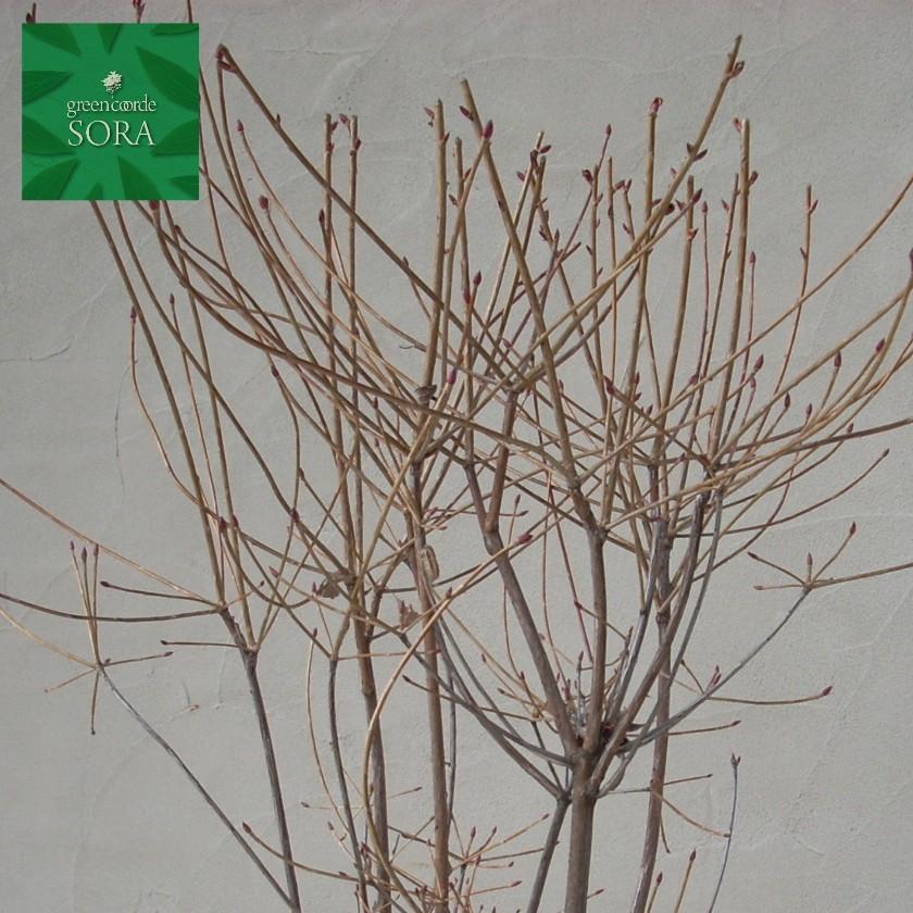 ドウダンツツジ 白花 H500〜700mm 5本 鉢底より 植木 苗 : SORA - 通販