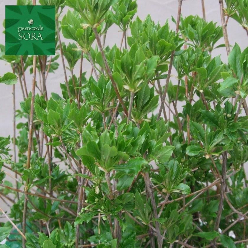 ドウダンツツジ 白花 H500〜700mm 5本 鉢底より 植木 苗 : SORA - 通販