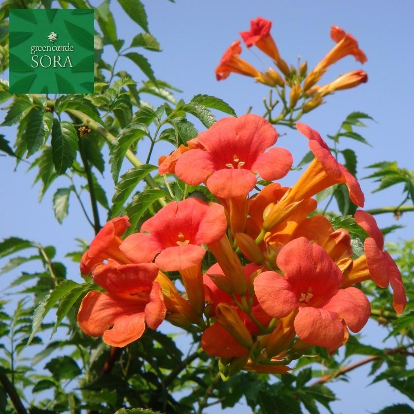 ノウゼンカズラ 9〜10.5cmポット 6本 植木 苗 : SORA - 通販 - Yahoo