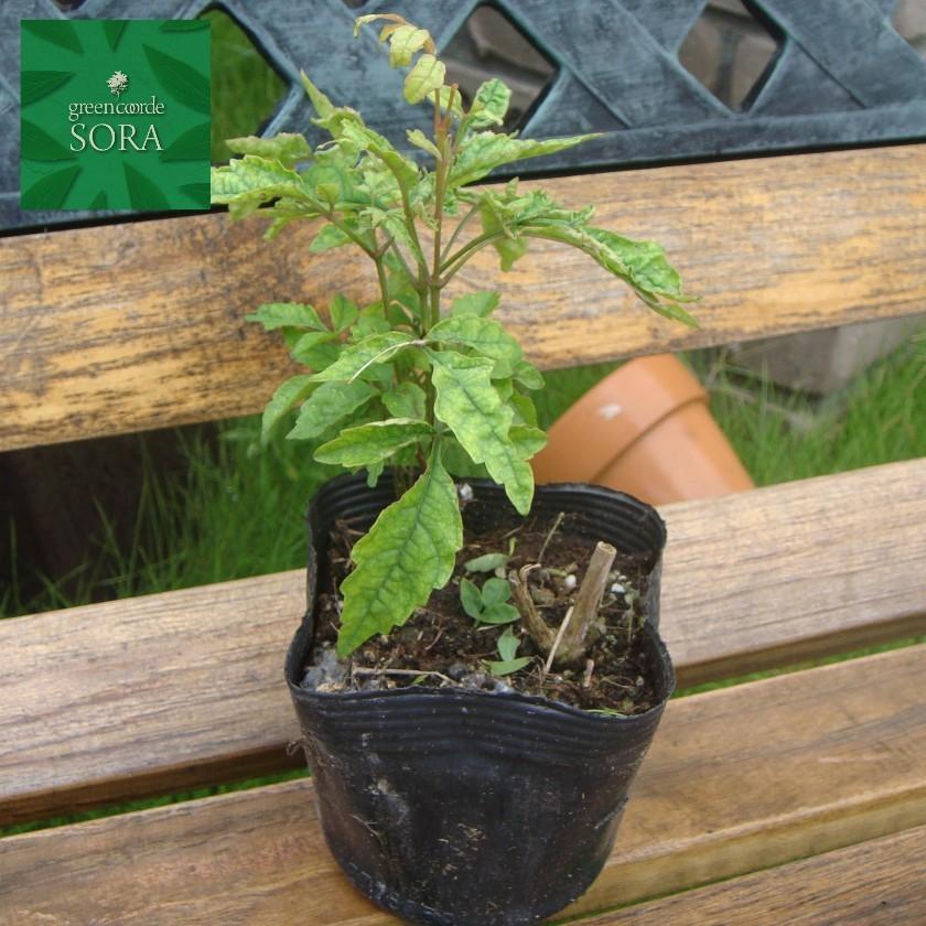 ノウゼンカズラ　根付苗 真夏に映える ノウゼンカズラ 根付き苗 2苗 赤花 - メルカリ