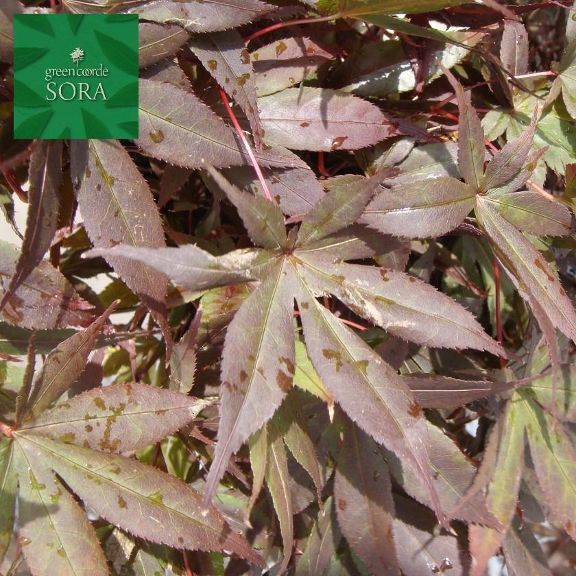 ノムラモミジ 単木 樹高H:2500mm　植木 苗(23221円)