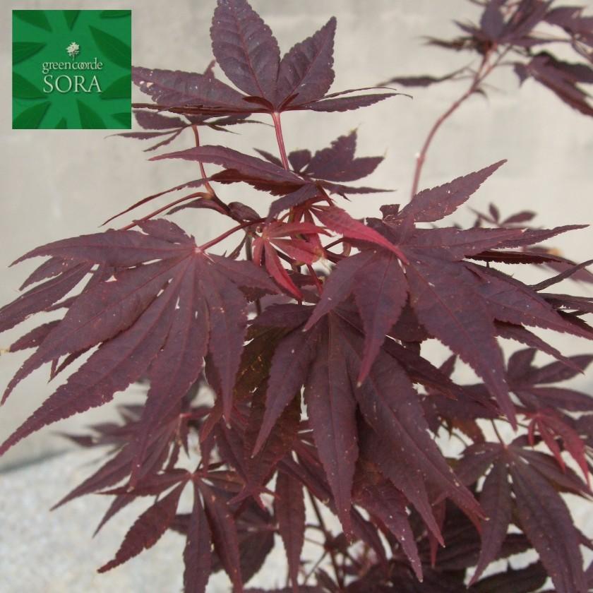 ノムラモミジ 単木 樹高H:2500mm　植木 苗     商品情報    ノムラモミジ 単木 樹高H:2500mm