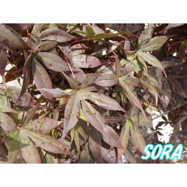 ノムラモミジ 単木 樹高H:2500mm　植木 苗(25745円)