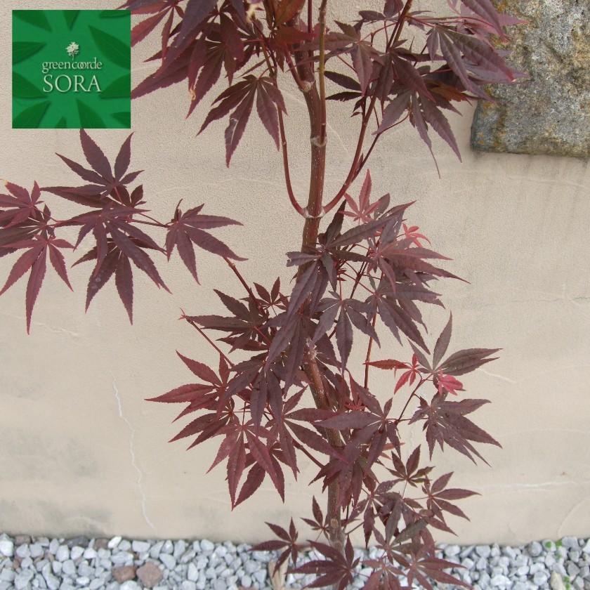 ノムラモミジ 単木 樹高H:2500mm　植木 苗 ノムラモミジ 苗