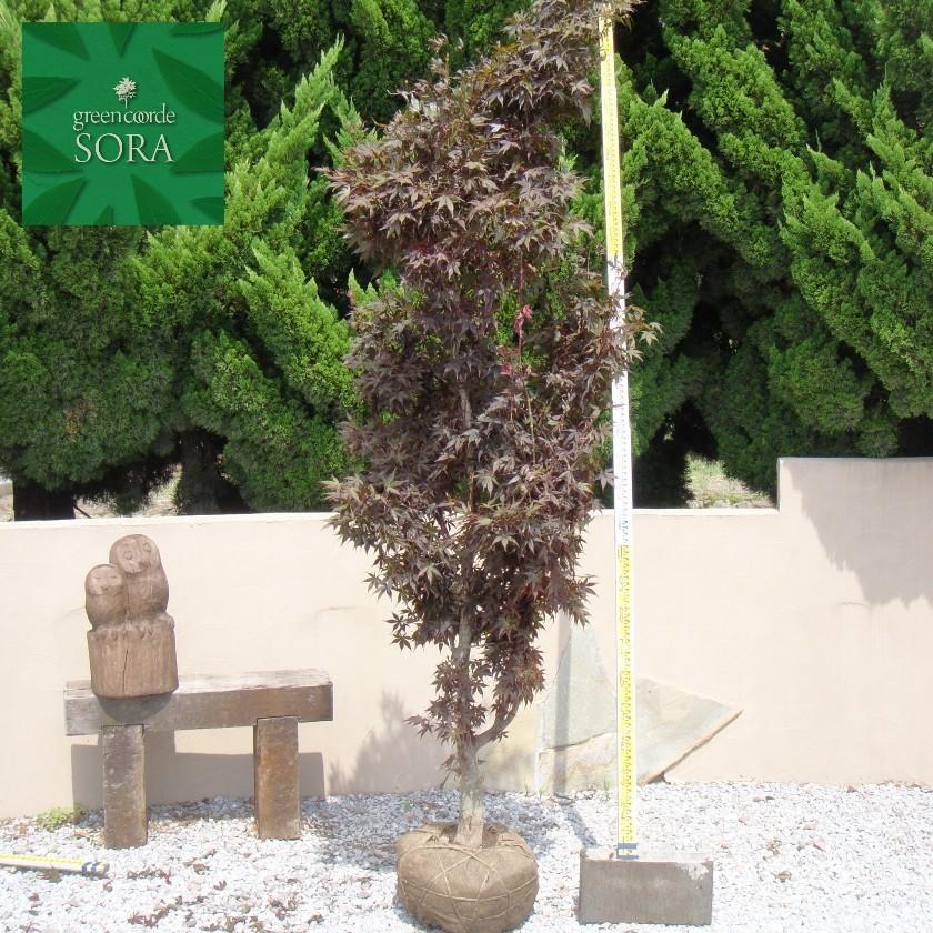 ノムラモミジ 単木 樹高H:2500mm　植木 苗 ノムラモミジ 苗