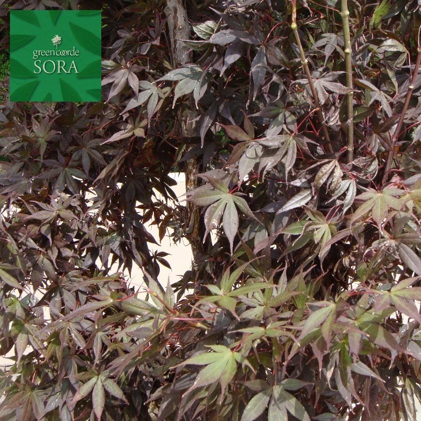 ノムラモミジ 単木 樹高H:2500mm　植木 苗 ノムラモミジ 苗