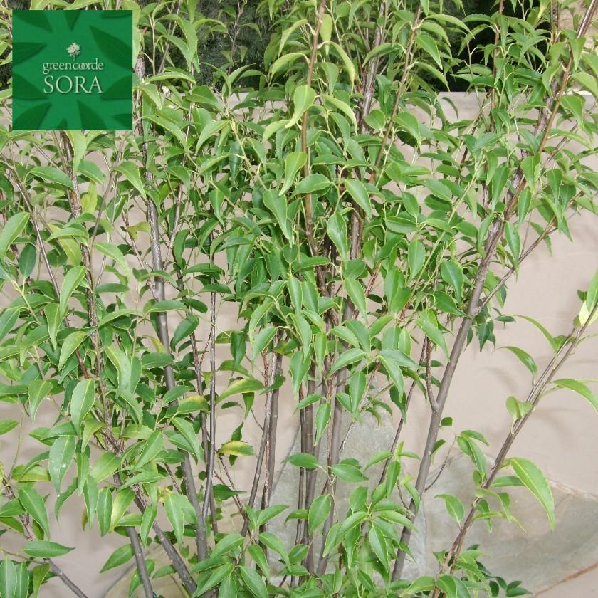 ハイノキ 株立 樹高H:2000mm　植木 苗_1