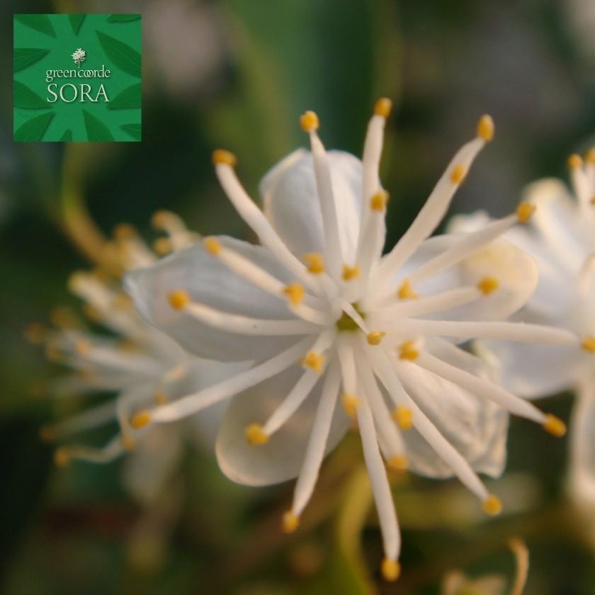 ハイノキ 株立 樹高H:2000mm　植木 苗_4