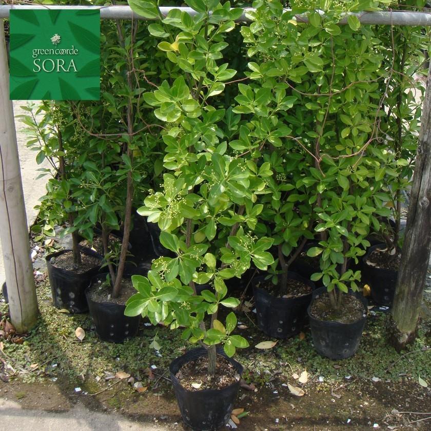 マサキ H1100mm前後 3本 鉢底より 植木 苗 生垣用 : SORA - 通販 