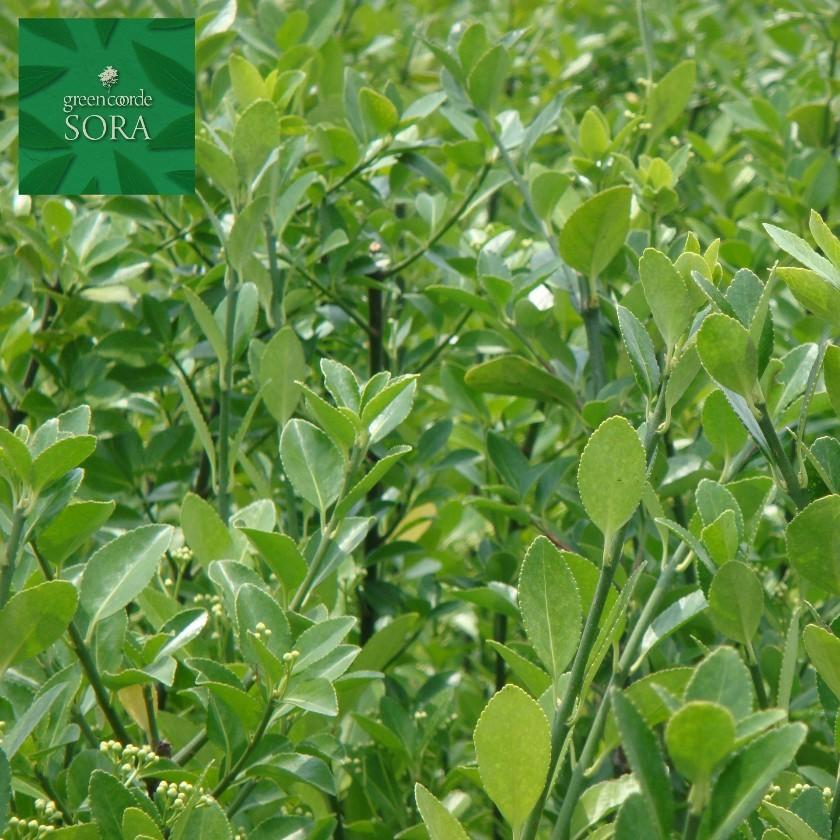 マサキ H1100mm前後 3本 鉢底より 植木 苗 生垣用 : SORA - 通販 