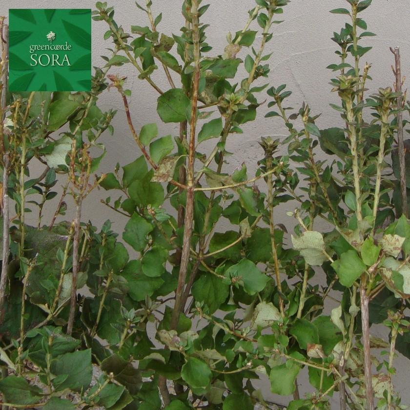 ミツバツツジ 紫花 H500〜700mm 10本 鉢底より　植木 苗_2