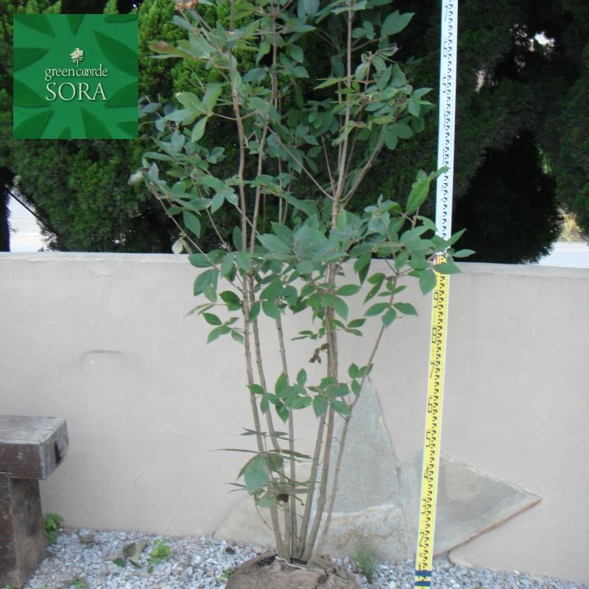 メグスリノキ/ 689 植木苗メグスリノキ メグスリノキ（目薬の木） - 庭木図鑑 植木