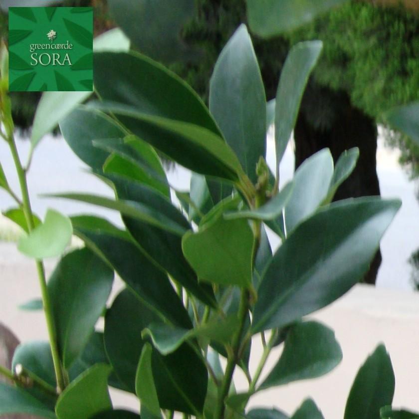 モチノキ 単木 樹高H:2000mm 植木 苗 : SORA - 通販 - Yahoo!ショッピング