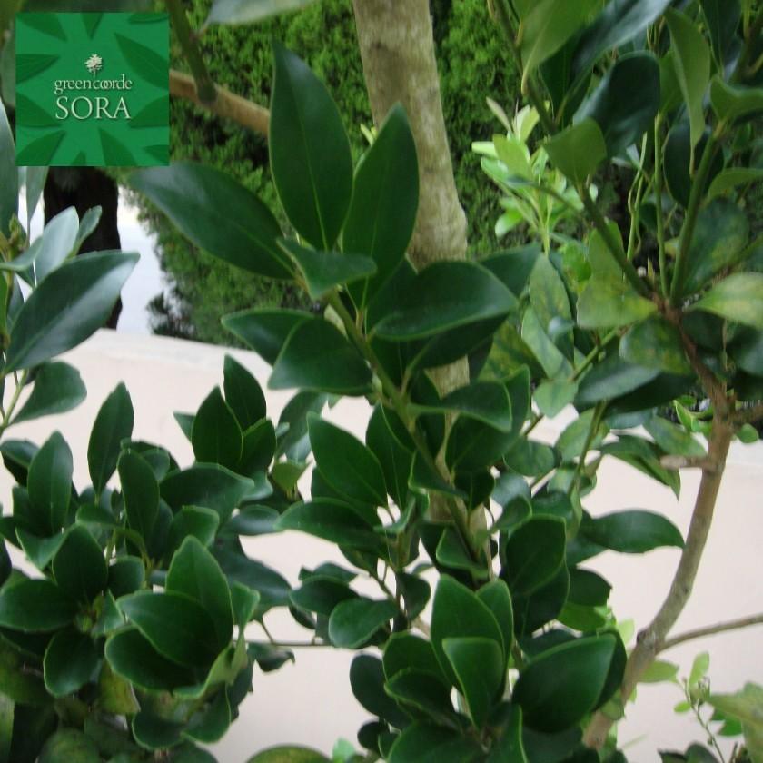 モチノキ 単木 樹高H:2000mm 植木 苗 : SORA - 通販 - Yahoo!ショッピング