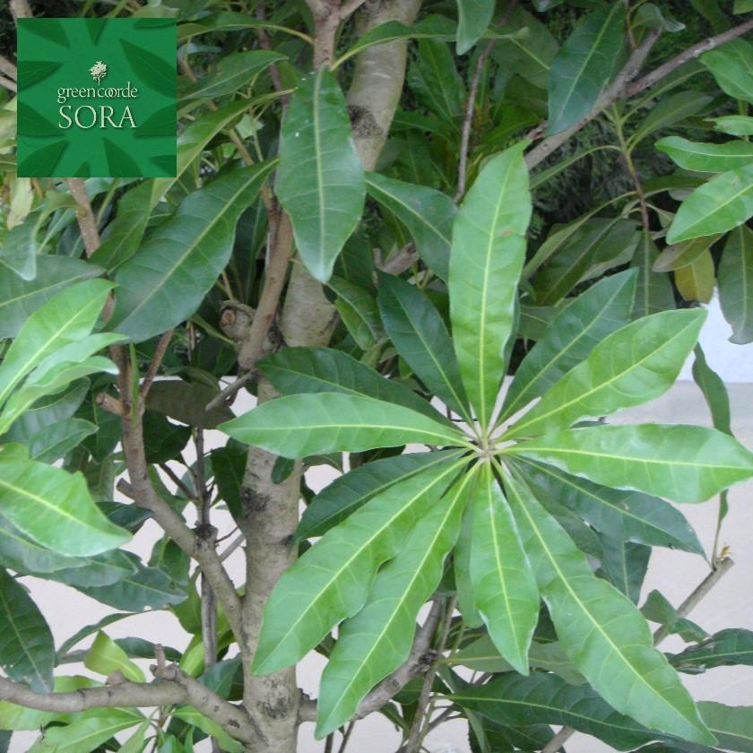 ヤマモモ（高さ2000くらい） ヤマモモ 単木 樹高H:2000mm 植木 苗 : SORA - 通販 - Yahoo