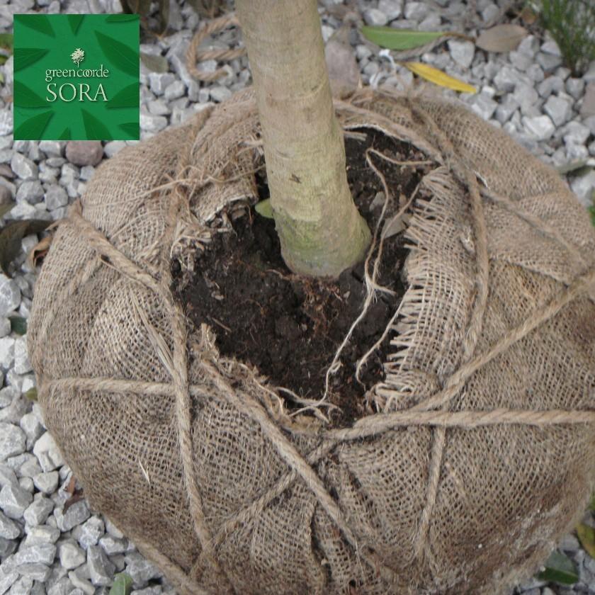 ヤマモモ 単木 樹高H:2500mm　植木 苗 ヤマモモ 単木 樹高H