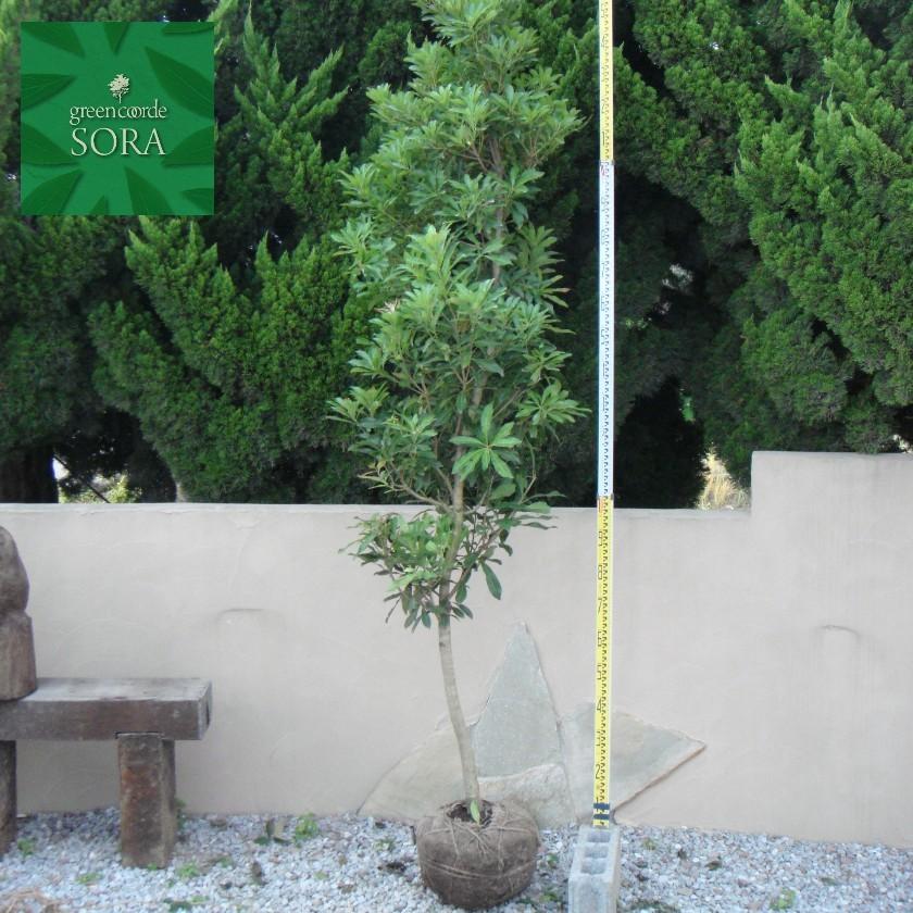 ヤマモモ 単木 樹高H:2500mm　植木 苗 ヤマモモ 単木 樹高H