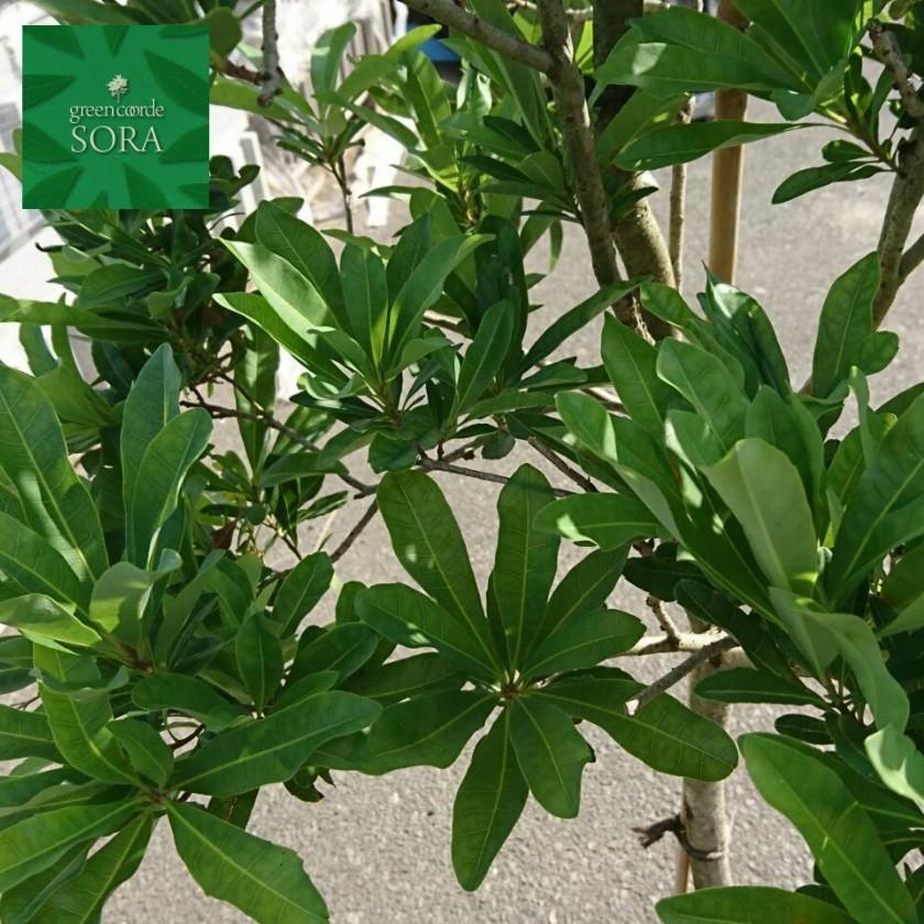 ヤマモモ 単木 樹高H:2500mm　植木 苗 ヤマモモ 単木 樹高H