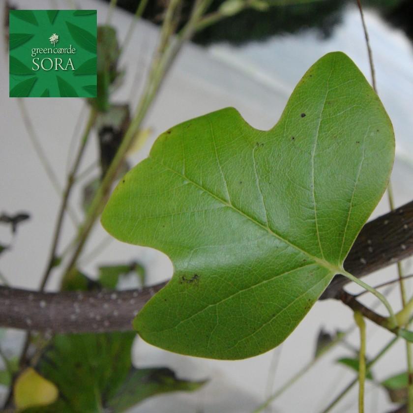 初回限定 ユリノキ 単木 樹高h 2500mm 植木 苗 高い品質 Atempletonphoto Com