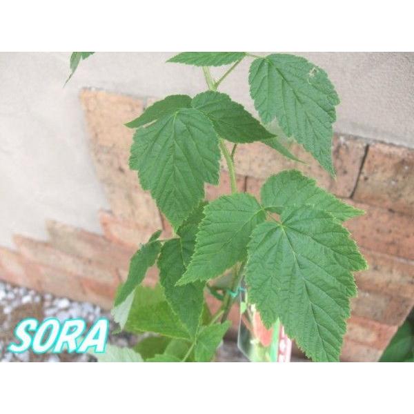 ラズベリー スキーナ 2年生 植木 苗 : SORA - 通販 - Yahoo!ショッピング