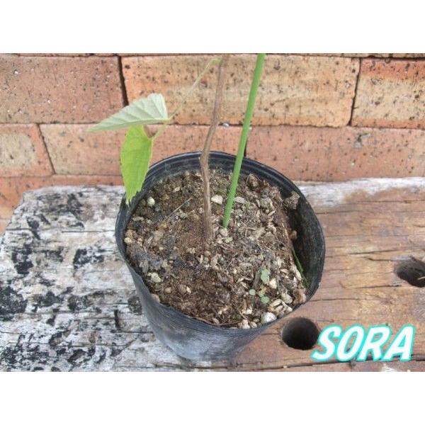 ラズベリー スキーナ 2年生 植木 苗 : SORA - 通販 - Yahoo!ショッピング