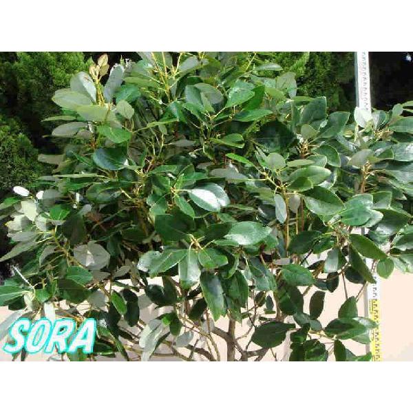 ロドレイヤ 単木 樹高H:1500粍 植木 苗 その他苗木、植木-花、ガーデニング