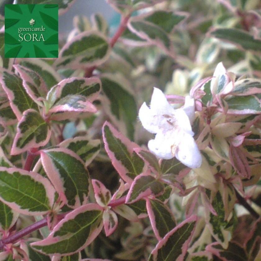 アベリア コンフェッティ 10本 植木 苗
