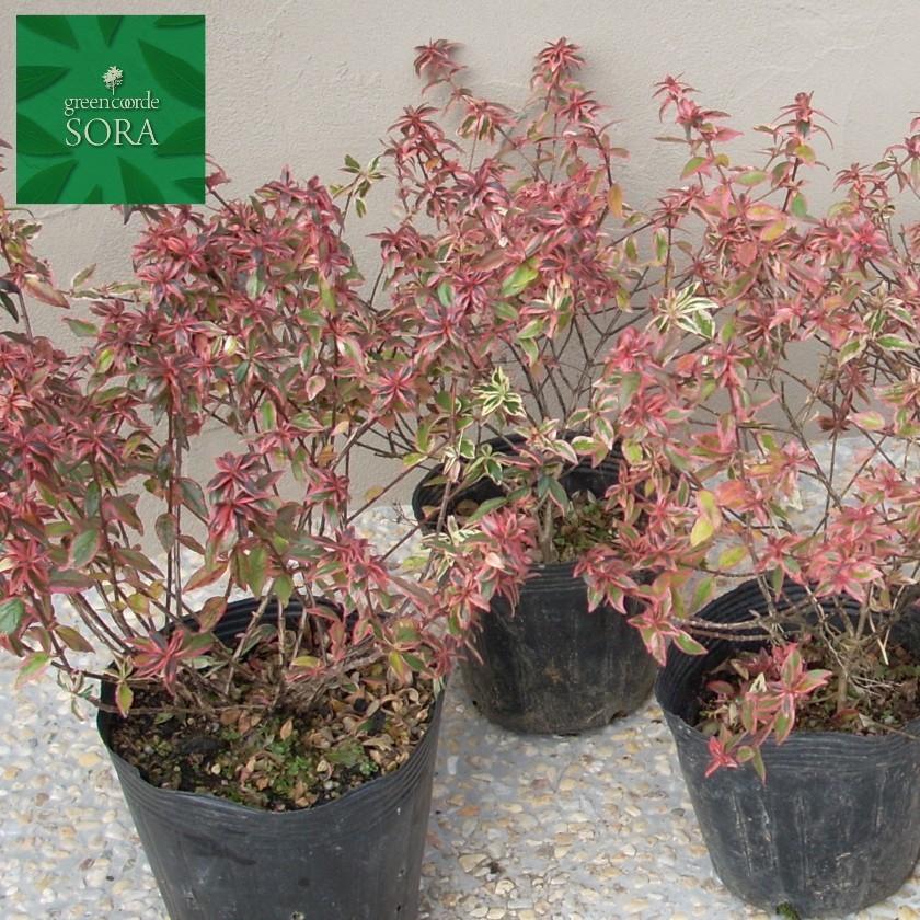 アベリア コンフェッティ 10本 植木 苗