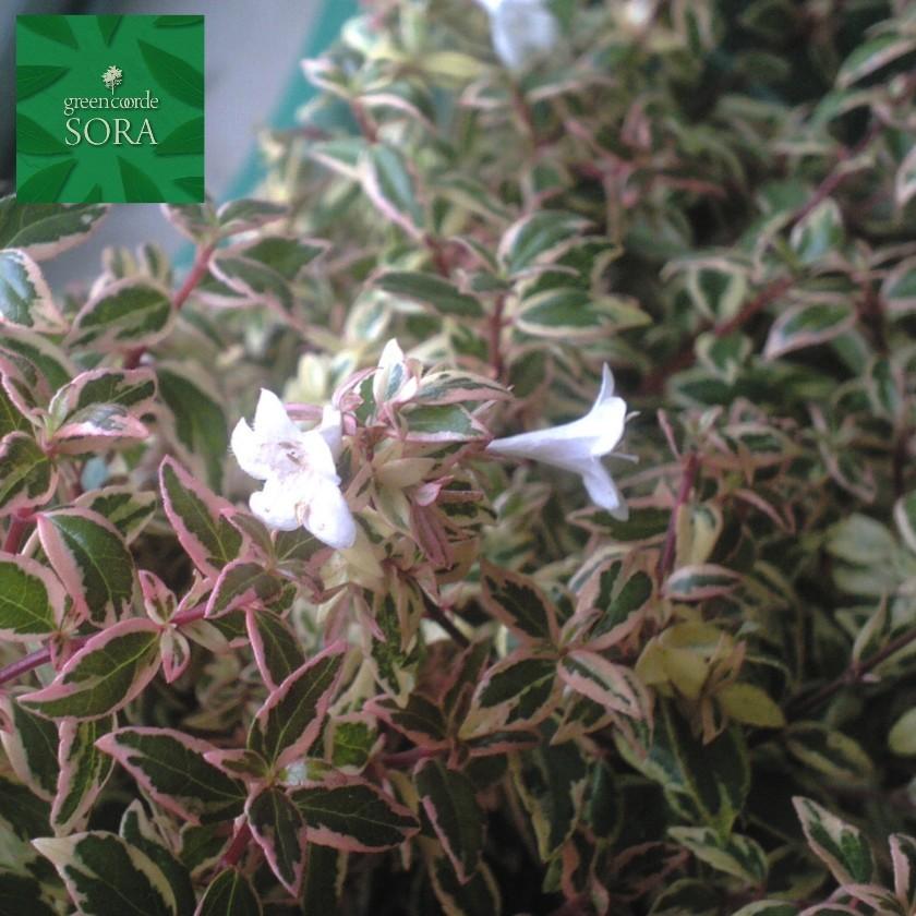 アベリア コンフェッティ 10本 植木 苗