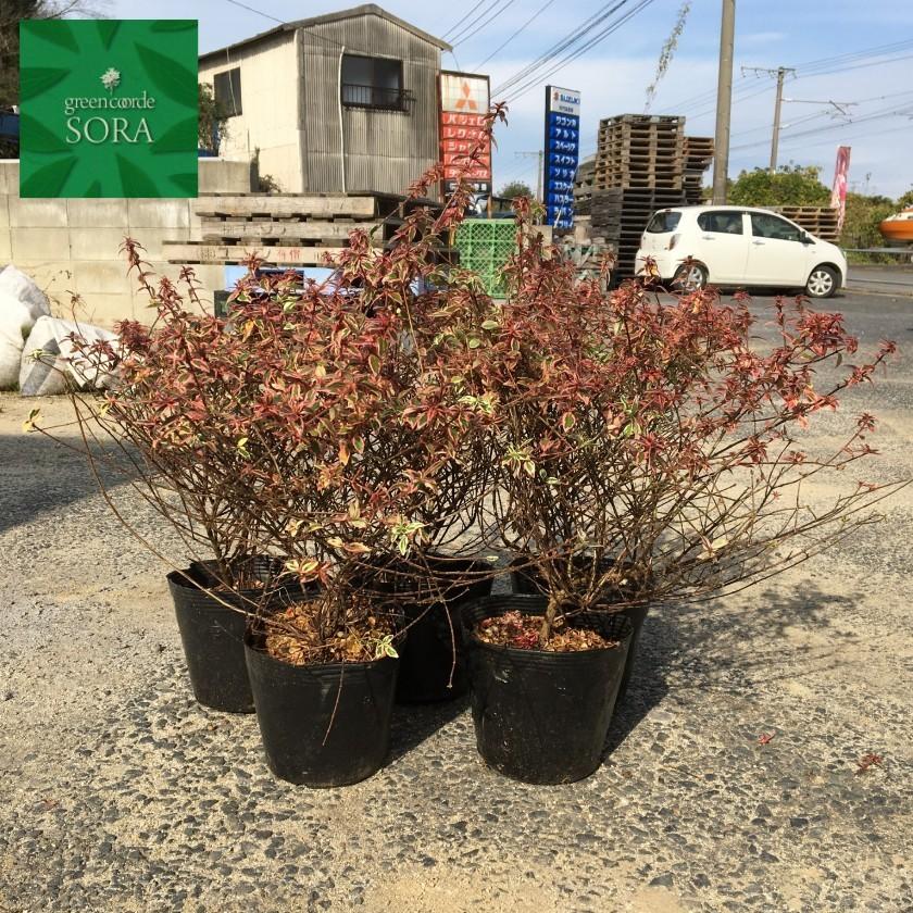 アベリア コンフェッティ 10本 植木 苗