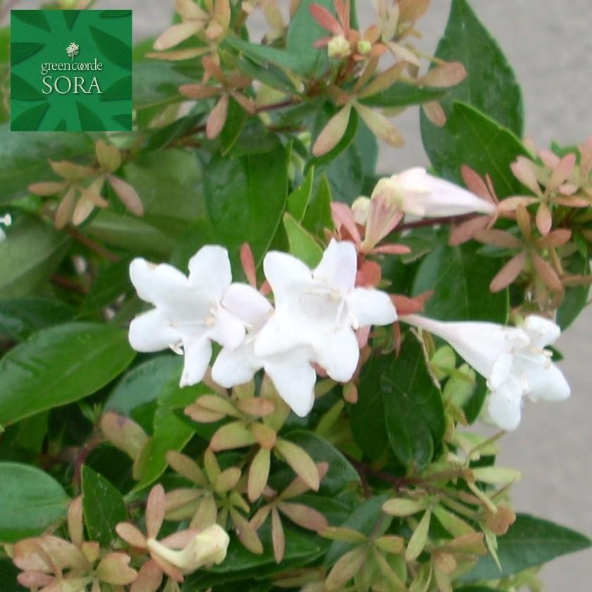 アベリア 20本 植木 苗 苗木、植木-花、ガーデニング