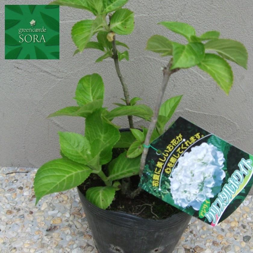 西洋紫陽花 クリスタルホワイト 15cmポット 植木 苗 : SORA - 通販