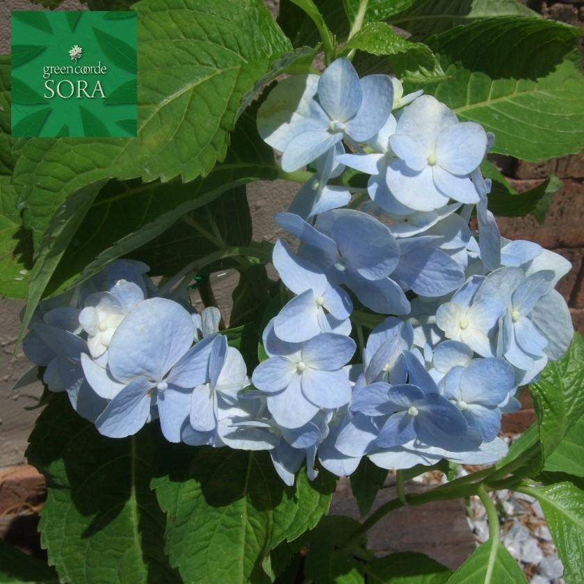 西洋紫陽花 ブルーサファイア 15cmポット 植木 苗 : SORA - 通販