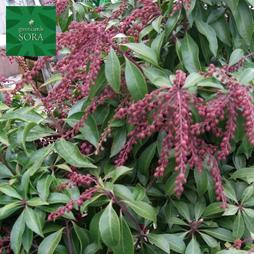 アセビ　紅花　９０センチ 紅花アセビ H700〜900mm 鉢底より 植木 苗 : SORA - 通販 - Yahoo