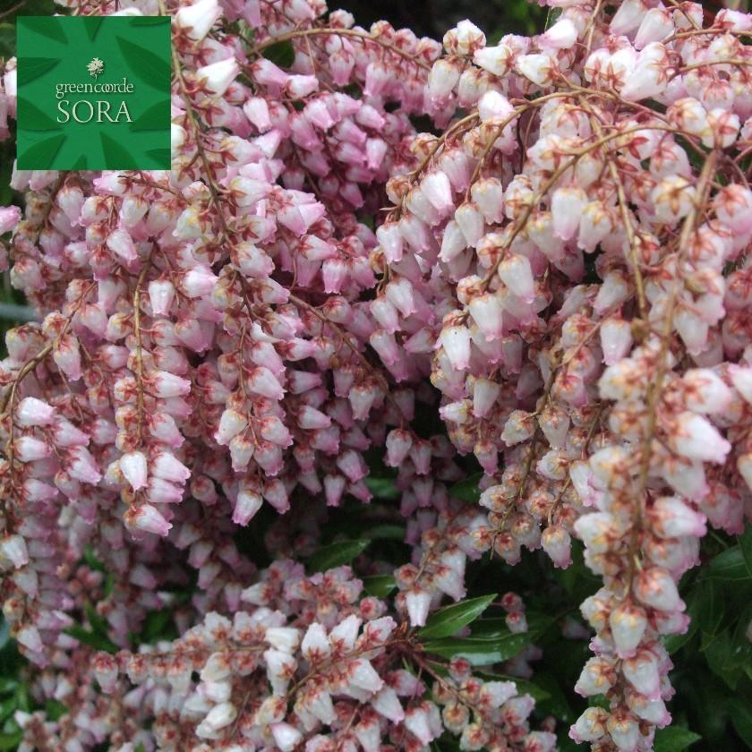 紅花アセビ H700〜900mm 鉢底より 植木 苗 : SORA - 通販 - Yahoo