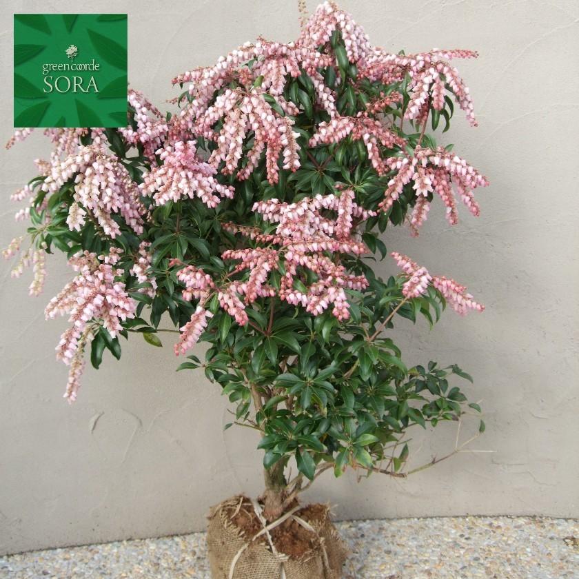 紅花アセビ H700〜900mm 鉢底より 植木 苗 : SORA - 通販 - Yahoo