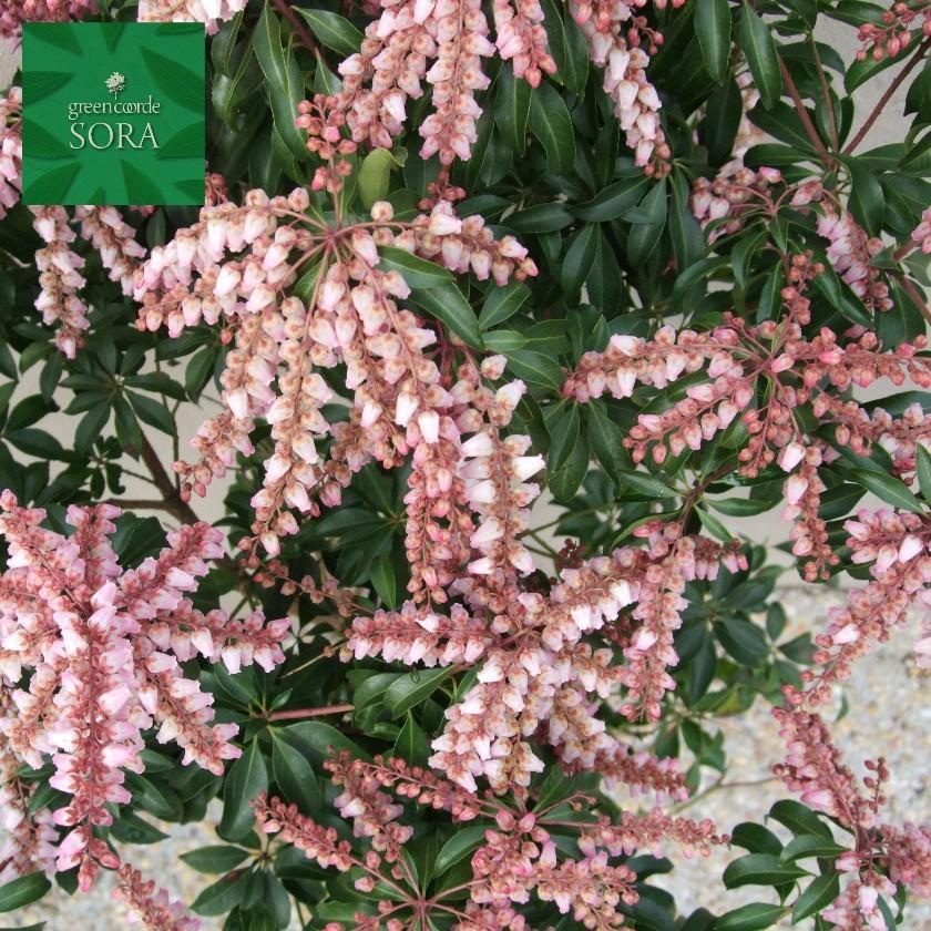 紅花アセビ H700〜900mm 鉢底より 植木 苗 : SORA - 通販 - Yahoo