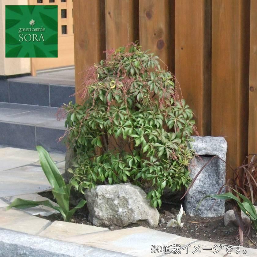 アセビ　紅花　９０センチ 紅花アセビ H700〜900mm 鉢底より 植木 苗 : SORA - 通販 - Yahoo