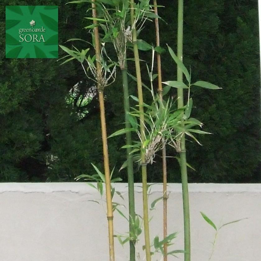 ダイミョウチク　株立　樹高　H:1800mm　植木 苗