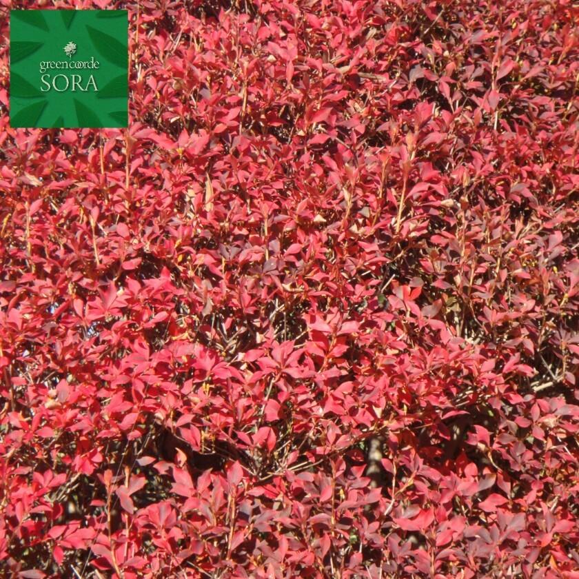 u*o様 ドウダンツツジ【現品】管理70159 u*o様 ドウダンツツジ【現品】管理70159 u*o様 ドウダンツツジ