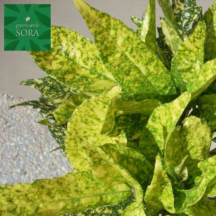 フイリアオキ H900 1100 Ypt Or Id