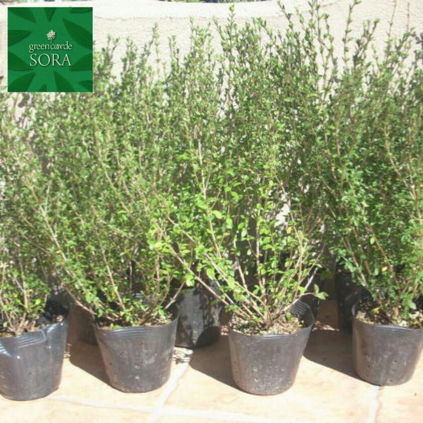 白丁花 20本 植木 苗 花、ガーデニング-苗
