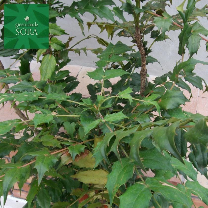 ヒイラギナンテン H900mm前後 鉢底より　植木 苗